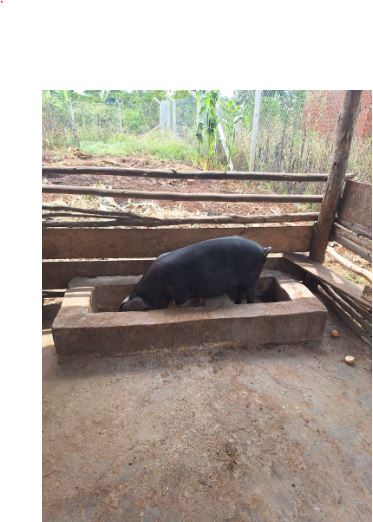 Pig Farming 1