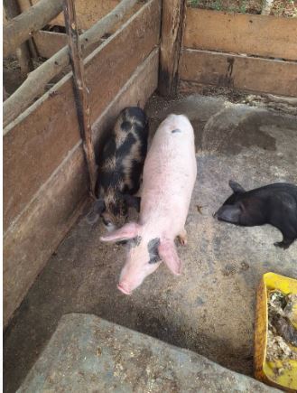 Pig Farming 2