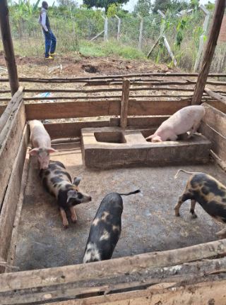 Pig Farming 3
