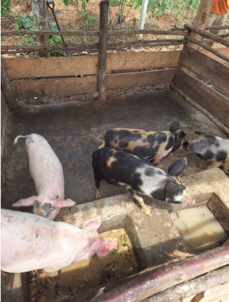 Pig Farming 4