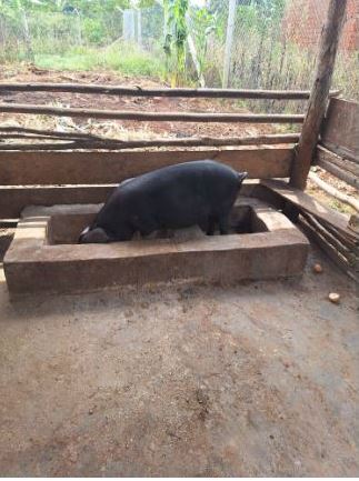 Pig Farming 5